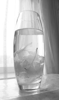 Several skeletonized leaves of oak (Quercus) in a glassy vase.