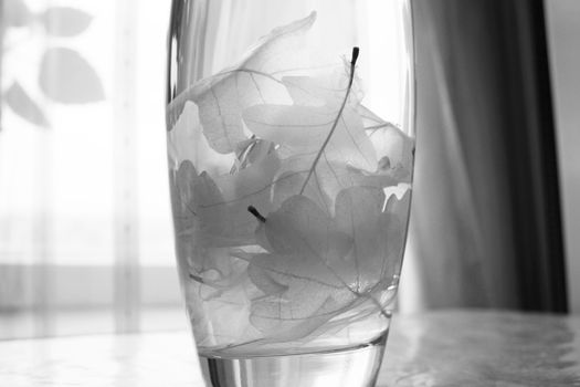 Several skeletonized leaves of oak (Quercus) in a glassy vase.