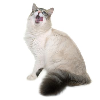 hungry ragdoll cat in front of white background