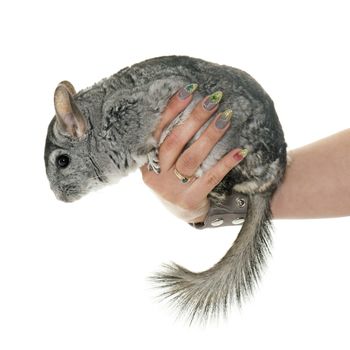 adult chinchilla in hand in front of white background
