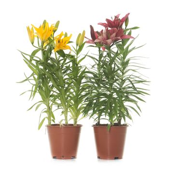 Lilium in pot in front of white background