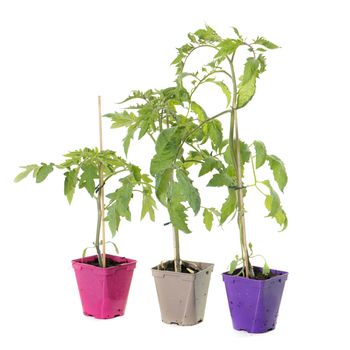 tomatoes plants in pot in front of white background
