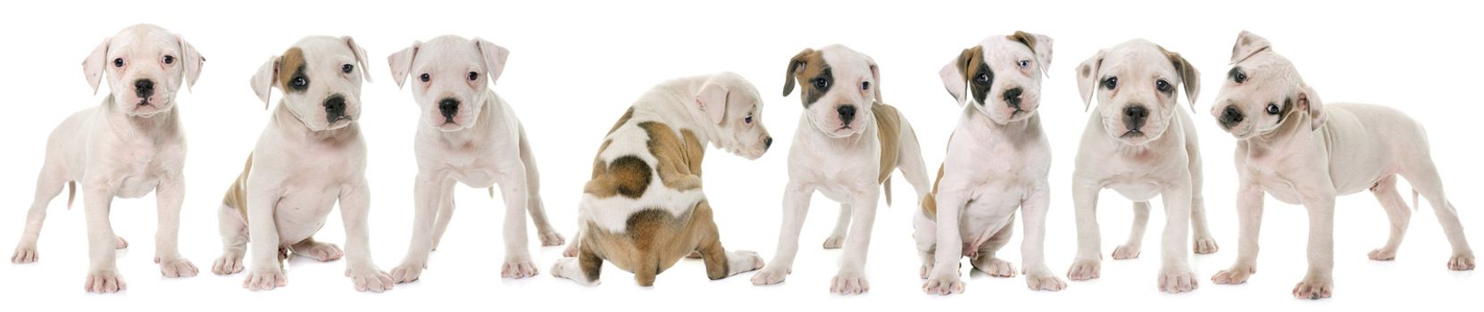 puppies american bulldog in front of white background