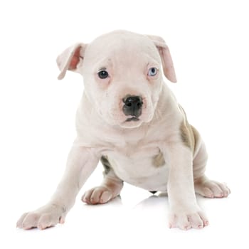 puppy american bulldog in front of white background