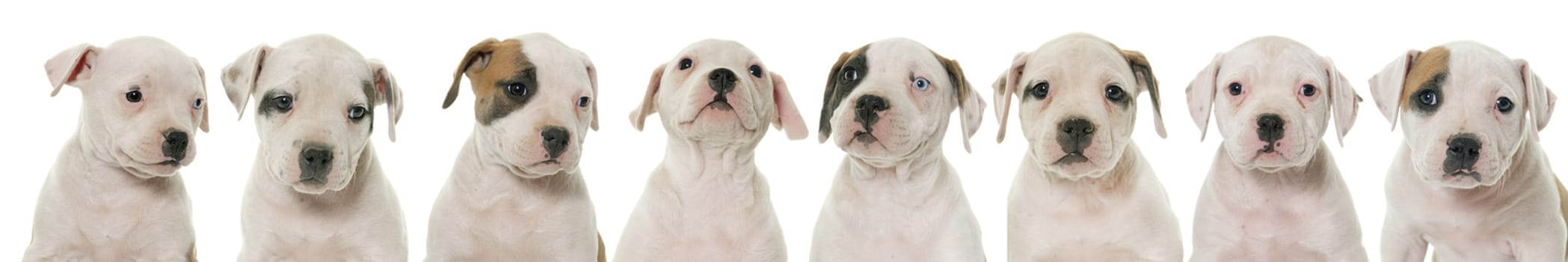 puppies american bulldog in front of white background