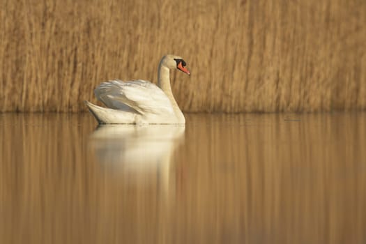 wild bird in natural habitat, nature series
