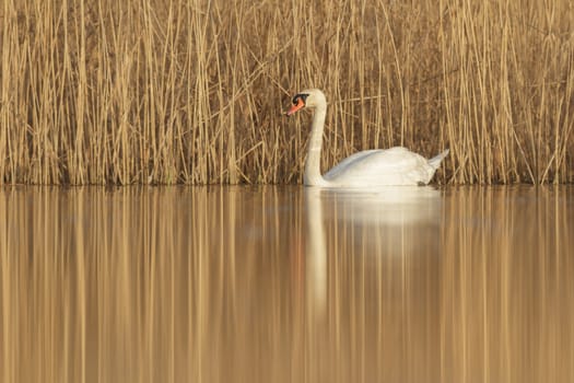wild bird in natural habitat, nature series