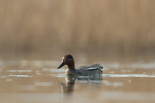 wild bird in natural habitat, nature series