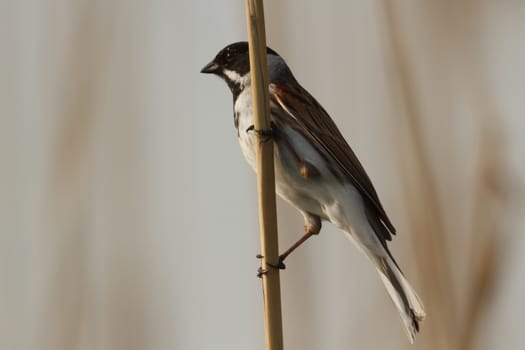 wild bird in natural habitat, nature series