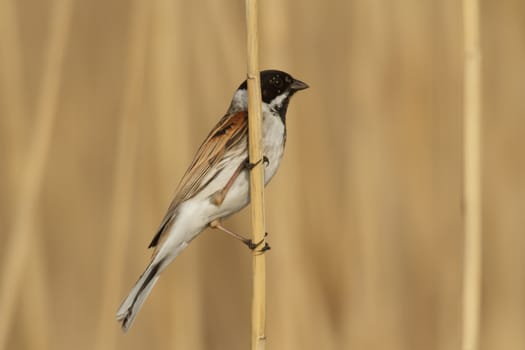 wild bird in natural habitat, nature series