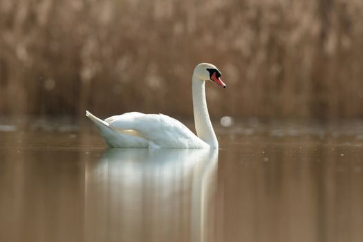 swan on blue lake in sunny day, swans on pond, nature series