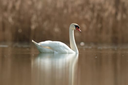 swan on blue lake in sunny day, swans on pond, nature series