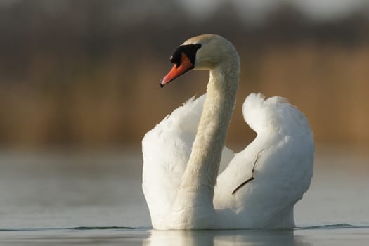 swan on blue lake in sunny day, swans on pond, nature series