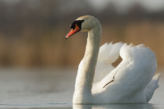 swan on blue lake in sunny day, swans on pond, nature series