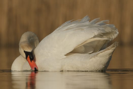 swan on blue lake in sunny day, swans on pond, nature series