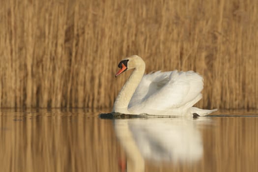 swan on blue lake in sunny day, swans on pond, nature series