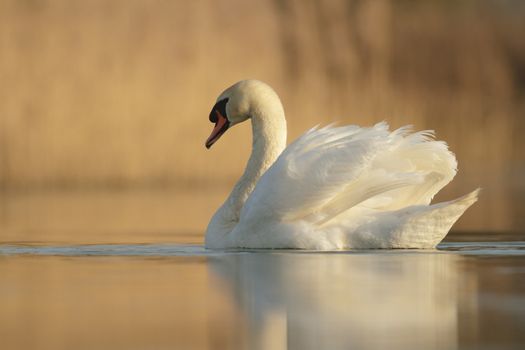 swan on blue lake in sunny day, swans on pond, nature series