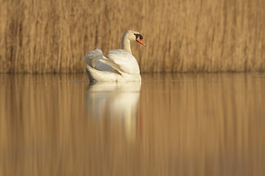 swan on blue lake in sunny day, swans on pond, nature series