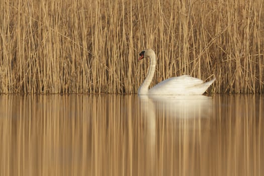 swan on blue lake in sunny day, swans on pond, nature series