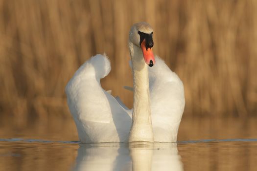 swan on blue lake in sunny day, swans on pond, nature series