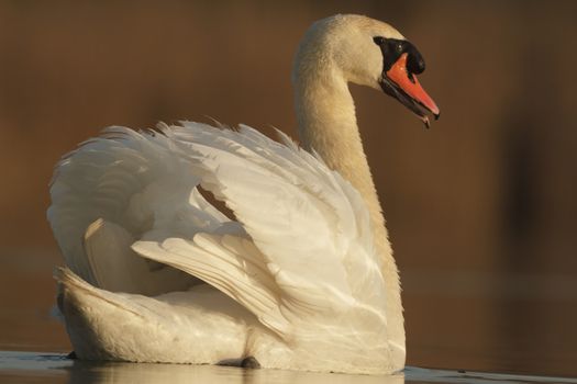 swan on blue lake in sunny day, swans on pond, nature series