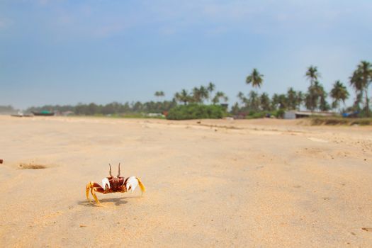 Travel relax photo with GOA coast and red crab 
