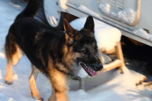 East European Shepherd in nature on a sunny day in winter