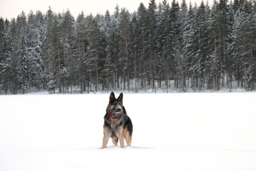 East European Shepherd in nature on a sunny day in winter