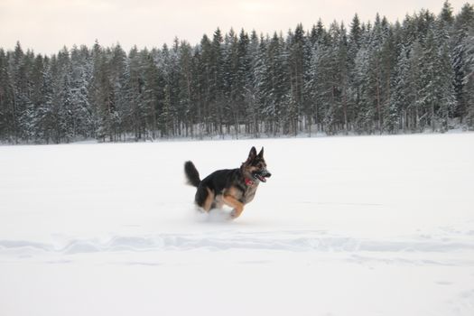 East European Shepherd in nature on a sunny day in winter