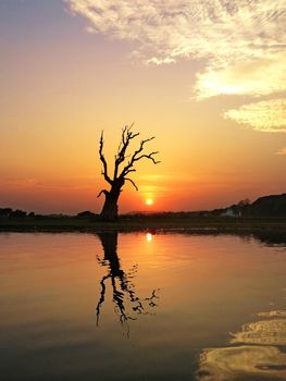 Sunset and silhouette of big tree at lake Amarapura, Mandalay, Myanmar.