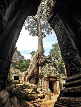 Classical picture of Ta Prohm Temple historic site at Siem Reap, Cambodia