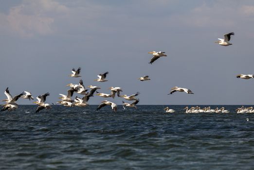 flock of pink pelicans fly over the water