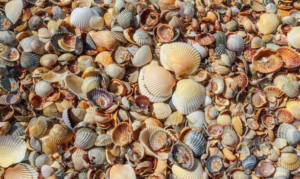 Seashells background. Many sea shells on a beach summer background. Small seashells and sand beach holiday background, summer backdrop. 