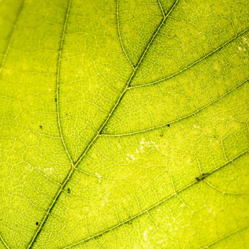 Macro photograph of a leaf