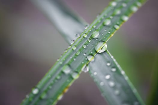 Macro photograph of two grass leaves