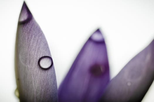 Macro photograph of a flower