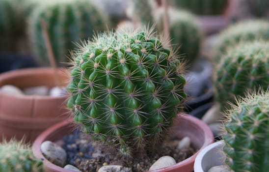 Green cactus ,botanical plant with needles pattern in pot.