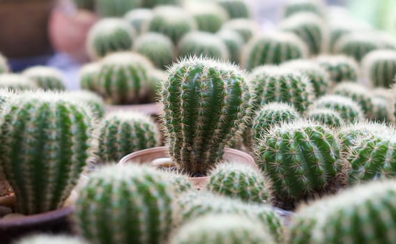 Green cactus ,botanical plant with needles pattern in nature background.