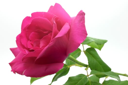 Natural pink rose