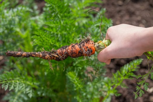 Carrot freshly pulled from the garden.