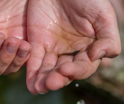 Tadpole scooped out of a pond to be looked at.