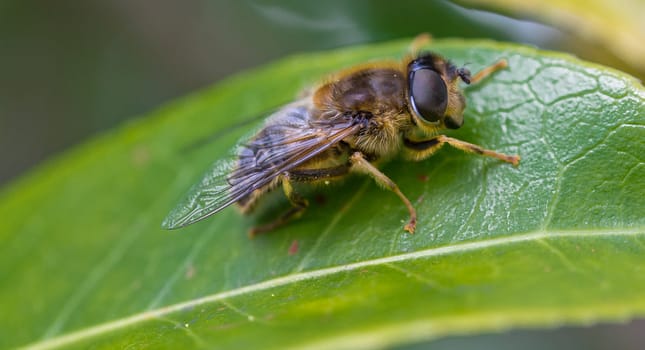 Honey bee resting on a leaf between flights.