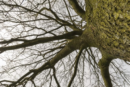 Tree outline with branches and sky in the background
