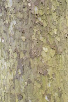 Tree bark of a Sycamore with beautiful textures and colors
