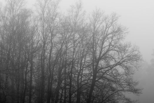 Gray tree outlines in the fog as background picture
