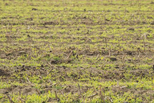 Old and new crop in a field
