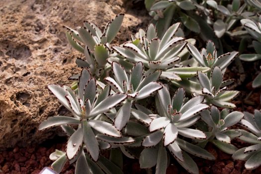 close up of blossom cactus