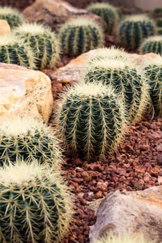 cactaceae have a lot of spike