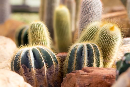 cactaceae have a lot of spike