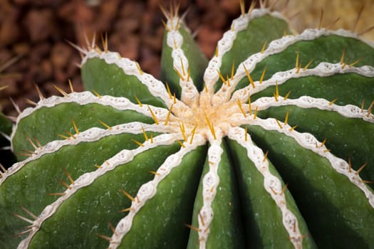 cactaceae have a lot of spike
